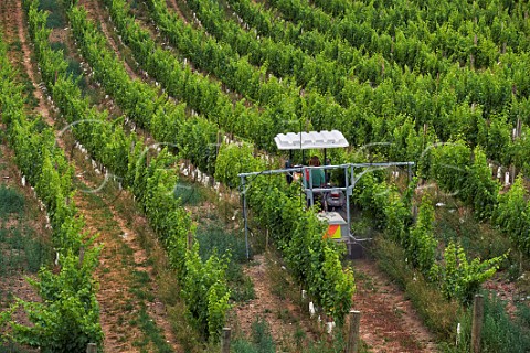 Spraying Sauvignon Blanc vines in The Nineteenth Vineyard owned by the Sutherland Family  Fairhall Marlborough New Zealand