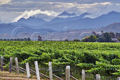 Stoneleigh Vineyard in the Wairau Valley with the Richmond Ranges in distance Blenheim Marlborough New Zealand