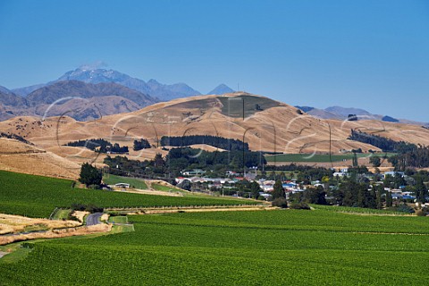 Vineyards around the town of Seddon with Mount TapuaeOUenuku in distance Marlborough New Zealand Awatere Valley