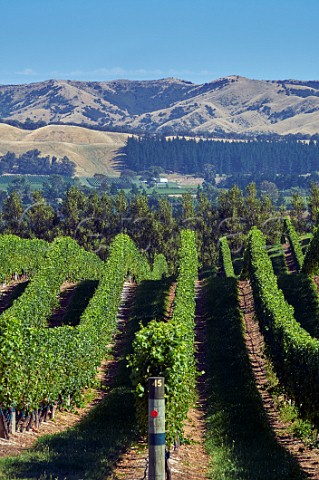 Vineyard of Yealands Estate Seddon Marlborough New Zealand  Awatere Valley