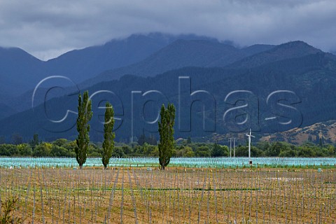 New vineyards being planted high in the valley 50km from the mouth of the Wairau River with the Richmond Range beyond  Marlborough New Zealand  Wairau Valley