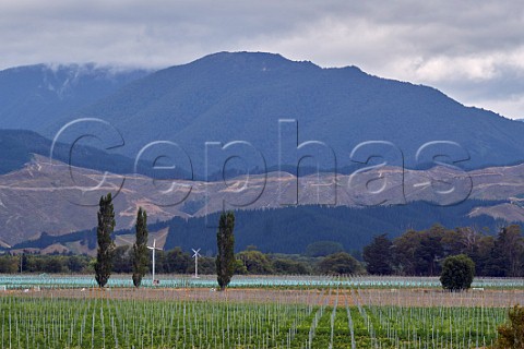 New vineyards being planted high in the valley 50km from the mouth of the Wairau River with the Richmond Range beyond  Marlborough New Zealand  Wairau Valley