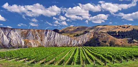 Medway Vineyard of The Crossings high in the valley of the Awatere River is planted with Sauvignon Blanc Chardonnay Riesling and Pinot Noir Seddon Marlborough New Zealand