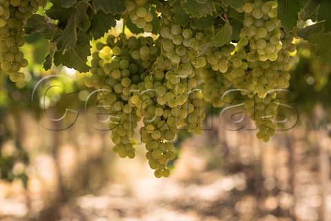 Pedro Ximenez grapes used for Pisco Elqui Valley Chile