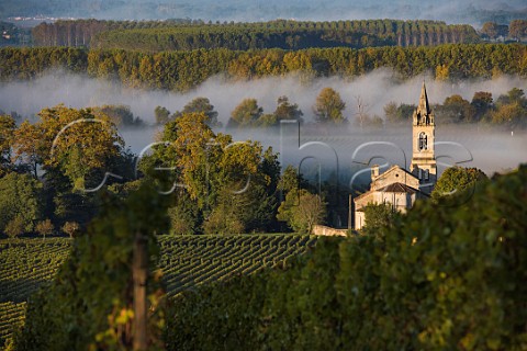 Morning fog over vineyards at Loupiac Gironde Aquitaine France  Loupiac  Bordeaux
