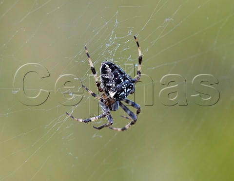 Garden Spider Araneus diadematus Hurst Meadows East Molesey Surrey UK