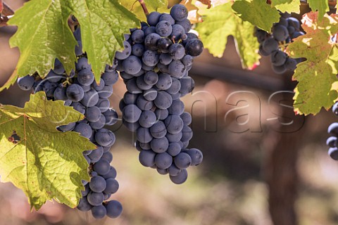 Carmnre grapes in Clos Apalta vineyard Apalta Colchagua Valley Chile