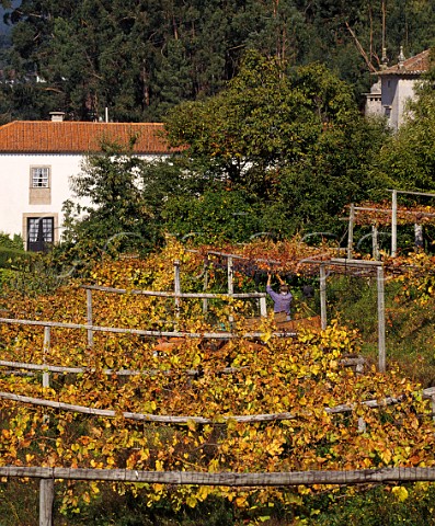 Harvesting grapes for red Vinho Verde at Queijada Near Ponte de Lima Portugal  Minho