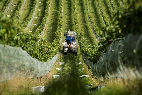 Putting out crates ready to harvest Pinot Noir grapes in Greywacke Home Vineyard Omaka Valley Marlborough New Zealand