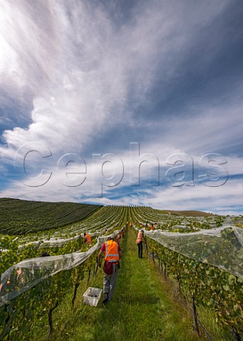 Picking hillside Pinot Noir grapes in Greywacke Home Vineyard Omaka Valley Marlborough New Zealand