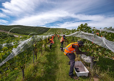 Picking hillside Pinot Noir grapes in Greywacke Home Vineyard Omaka Valley Marlborough New Zealand