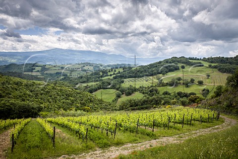 Piaggione vineyard of Salicutti with Monte Amiata in distance Montalcino Tuscany Italy  Brunello di Montalcino