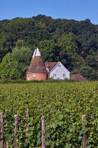 Oast House Meadow vineyard of Hush Heath Estate Staplehurst Kent England