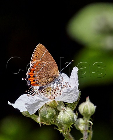 Black Hairstreak nectaring on bramble flowers A colony at Ditchling Common only discovered in 2017 Sussex England