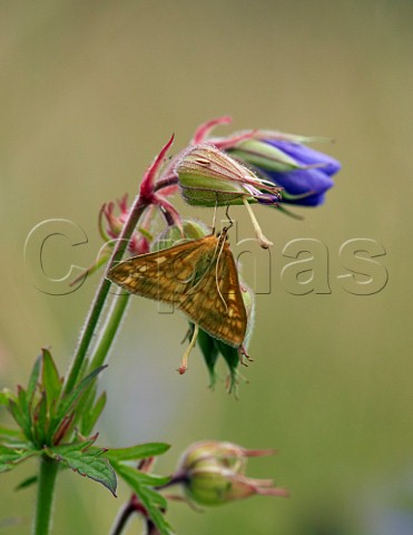 Sitochroa verticalis a micro moth on Meadow Cranesbill Hurst Meadows East Molesey Surrey England
