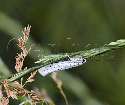 Birdcherry Ermine moth