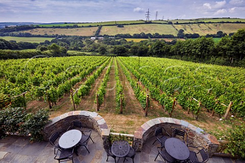 Winery terrace above Annies Vineyard Seyval Blanc Camel Valley Vineyard Nanstallon Cornwall England
