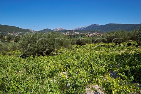 Olive trees in vineyard of the Robola Wine Cooperative in the Omala Valley near Valsamata Cephalonia Ionian Islands Greece