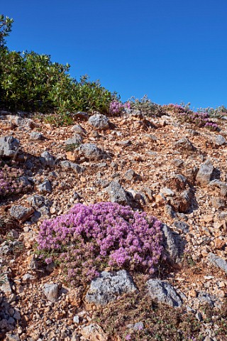 Mediterranean Thyme in flower Mount Aenos National Park Cephalonia Ionian Islands Greece