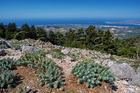 View from Mount Aenos National Park with Argostoli in distance Cephalonia Pine trees with Spurge growing on the rocks in foreground Cephalonia Ionian Islands Greece