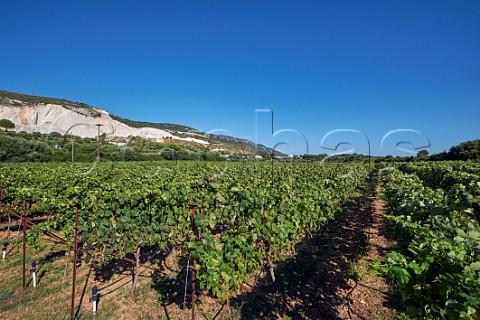 Mavrodaphne vineyard of Gentilini Winery with limestone quarry beyond  Minies Cephalonia Ionian Islands Greece
