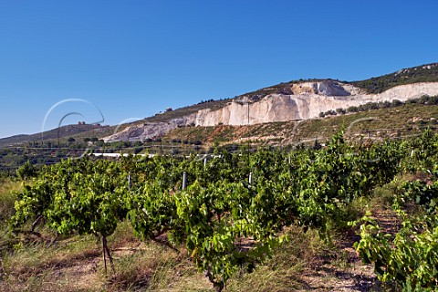 Vineyard of Gentilini Winery with limestone quarry beyond  Minies Cephalonia Ionian Islands Greece