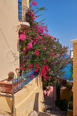 Bougainvillea flowering on villa in village of Assos  Cephalonia Ionian Islands Greece