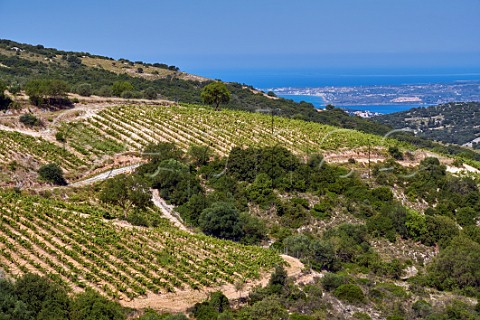 Hillside vineyards of the Robola Wine Cooperative Cephalonia Ionian Islands Greece