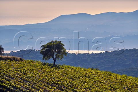 Hillside vineyard of the Robola Wine Cooperative Cephalonia Ionian Islands Greece