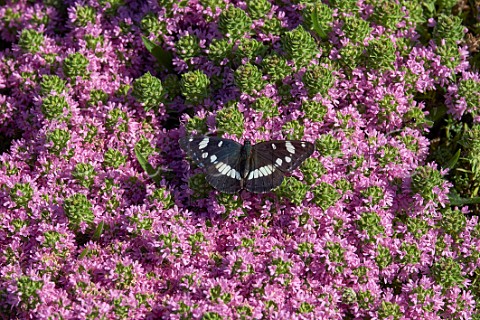 Southern White Admiral nectaring on Mediterranean Thyme Mount Aenos National Park Cephalonia Ionian Islands Greece