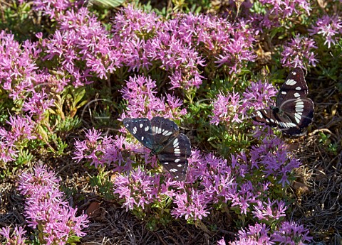Southern White Admiral butterflies nectaring on Mediterranean Thyme Mount Aenos National Park Cephalonia Ionian Islands Greece