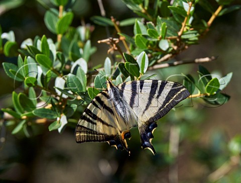 Scarce Swallowtail butterfly Mount Aenos National Park Cephalonia Ionian Islands Greece