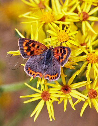 Small Copper aberration extensa nectaring on ragwort Hurst Meadows East Molesey Surrey England