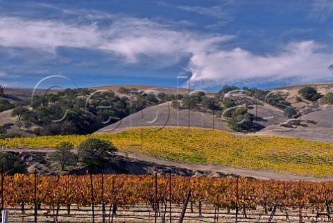 Autumnal vineyards at the edge of the Cholame Hills San Luis Obispo County California  Paso Robles Estrella District