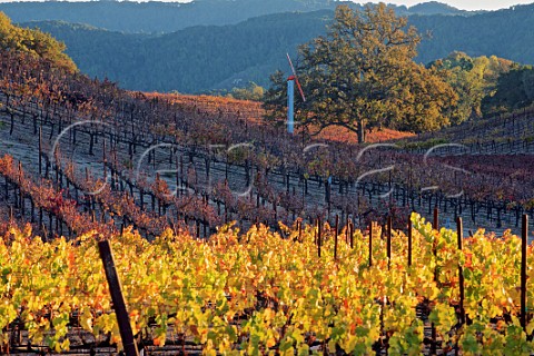 Denner Vineyards in the autumn Paso Robles San Luis Obispo County California Paso Robles Willow Creek District