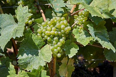 Albarn Blanco grapes on the vine Cangas del Narcea Asturias Spain Cangas
