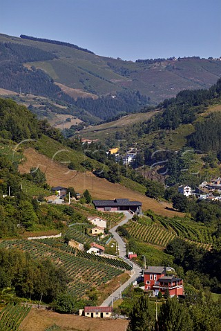 Vineyards around Bodega Dominio del Urogallo above the Ro Naviego near Lims  Cangas del Narcea Asturias Spain Cangas