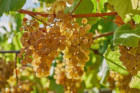 Albario grapes in vineyard at Pazo Bain Vilanova de Arousa Galicia Spain  Val do Salns  Ras Baixas