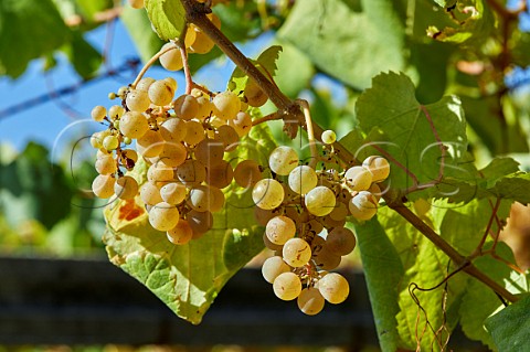 Albario grapes in vineyard at Pazo Bain Vilanova de Arousa Galicia Spain  Val do Salns  Ras Baixas