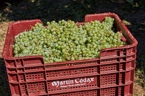 Crate of harvested Albario grapes in vineyard of Martin Cdax Cambados Galicia Spain  Val do Salns  Ras Baixas