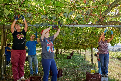 Picking Albario grapes in pergolatrained vineyard of Martin Cdax Cambados Galicia Spain  Val do Salns  Ras Baixas