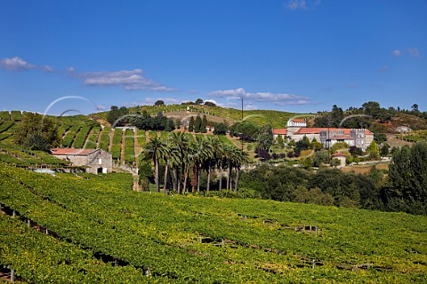 Pergolatrained Albario vineyard at Pazo Bain Vilanova de Arousa Galicia Spain  Val do Salns  Ras Baixas