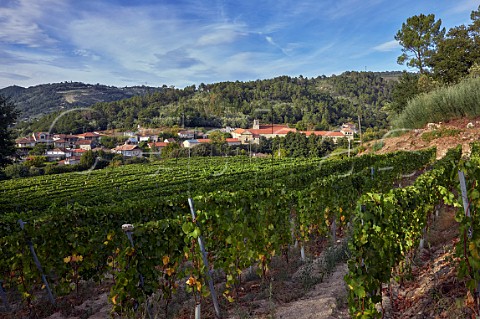 Vineyard above the village of San Clodio and the Monasterio de San Clodio Hotel Near Leiro Galicia Spain   Ribeiro