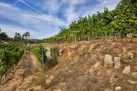 Terraced vineyards on granite soil at Via Mein San Clodio near Leiro Galicia Spain  Ribeiro