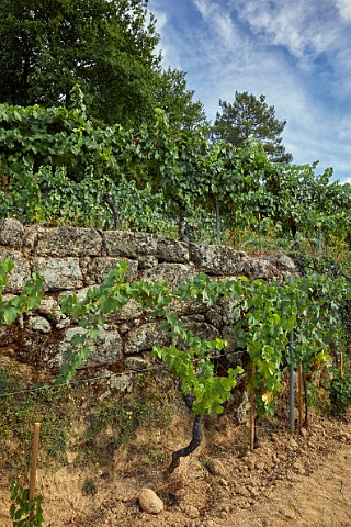Terraced vineyards on granite soil at Via Mein San Clodio near Leiro Galicia Spain  Ribeiro