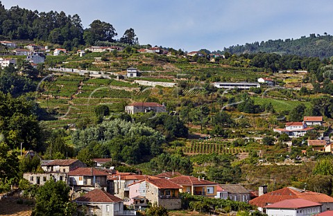 Vineyards above the town of Leiro Galicia Spain Ribeiro