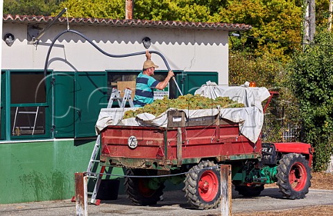 Testing harvested of grapes for ripeness as they arrive at the cooperative of Leiro Galicia Spain   Ribeiro