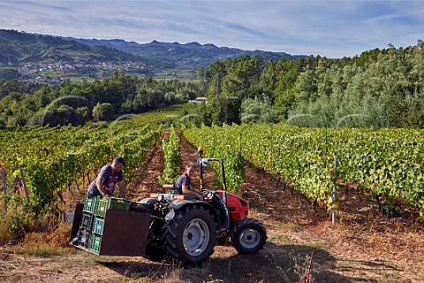 Harvesting Treixadura grapes in vineyard of Casal de Armn San Andrs de Camporredondo Galicia Spain Ribeiro