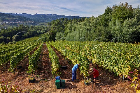 Harvesting Treixadura grapes in vineyard of Casal de Armn San Andrs de Camporredondo Galicia Spain Ribeiro