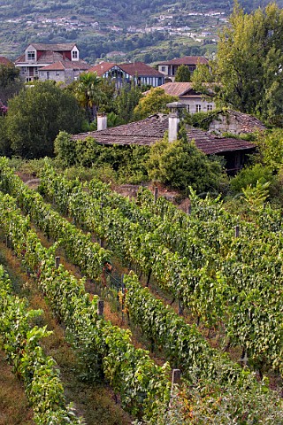 Vineyard and traditional houses in the village of San Clodio Near Leiro Galicia Spain   Ribeiro